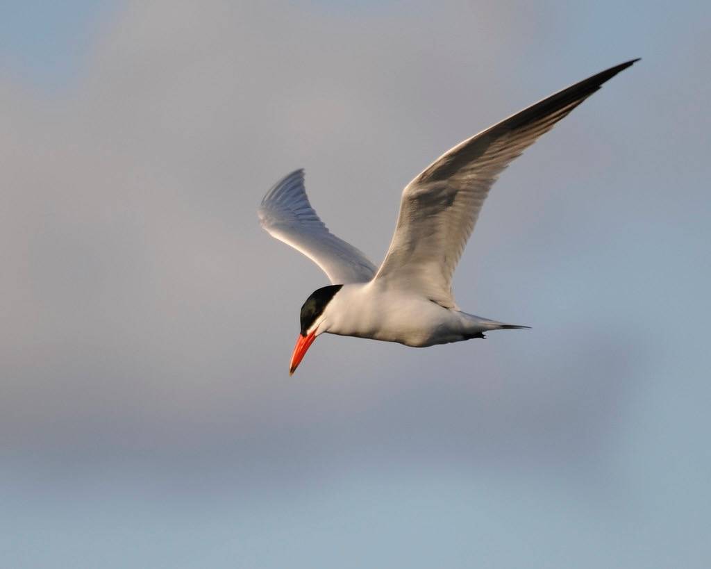 Caspian Tern by Friends of Seney National Wildlife Refuge is licensed under CC BY-SA 2.0.